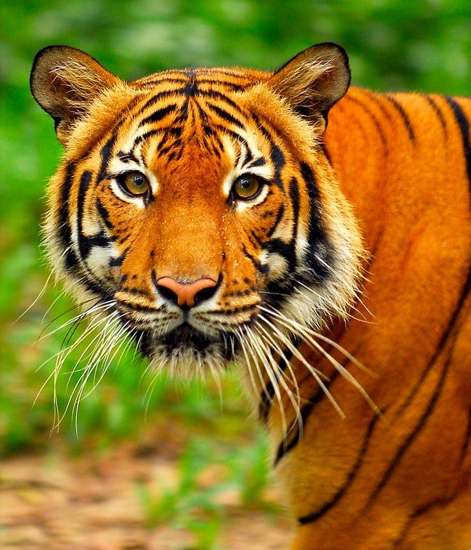 Killing tigers to make a killing: Malaysian royals propose to destroy habitat of critically endangered Malayan tiger