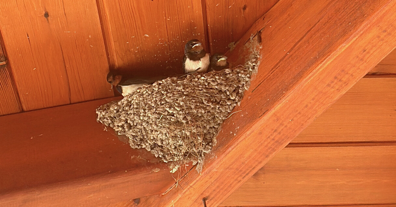 Labours of love post image